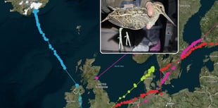 Cornish snipe migration study tracks 1,500-mile journey