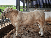 Hallworthy Livestock Market Report: Thursday, May 14