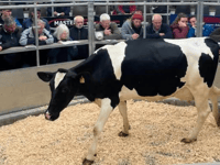 Holsworthy Livestock Market Report: Wednesday, May 20