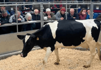 Holsworthy Livestock Market Report: Wednesday, May 20