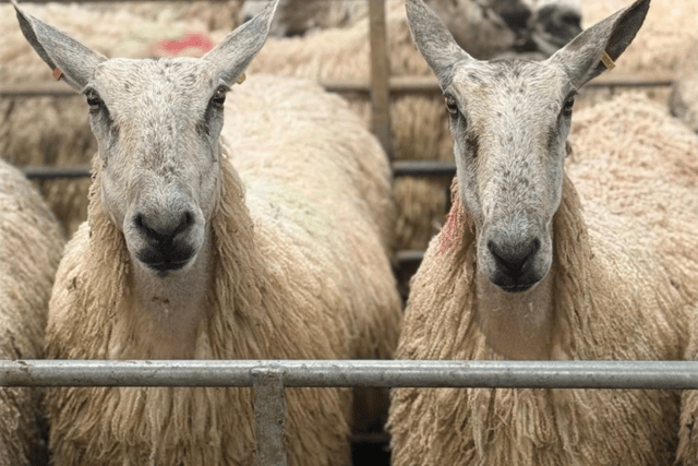 Hallworthy Livestock Market Report: Thursday, May 21