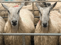 Hallworthy Livestock Market Report: Thursday, May 21