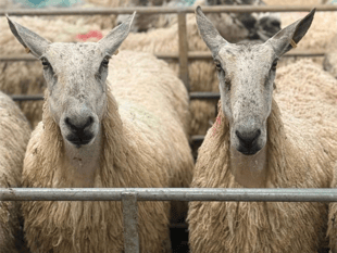 Hallworthy Livestock Market Report: Thursday, May 21