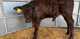 Holsworthy Livestock Market Report: Wednesday, May 27