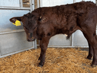 Holsworthy Livestock Market Report: Wednesday, May 27