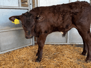 Holsworthy Livestock Market Report: Wednesday, May 27