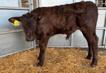 Holsworthy Livestock Market Report: Wednesday, May 27