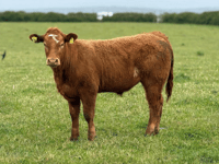 Hallworthy Livestock Market Report: Thursday, May 28