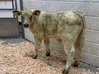 Holsworthy Livestock Market Report: Wednesday, June 3