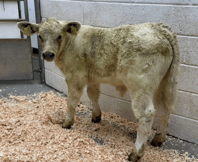 Holsworthy Livestock Market Report: Wednesday, June 3