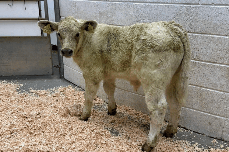 Holsworthy Livestock Market Report: Wednesday, June 3.