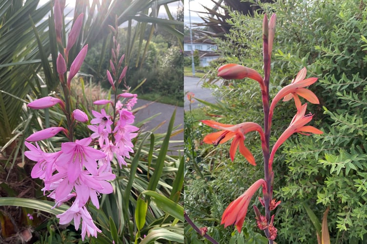 Watsonias currently flowering in Martin Pallett’s garden.