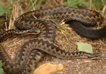 New Cornish collaboration to focus on adder species recovery project