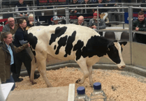 Holsworthy Livestock Market Report: Wednesday, June 17