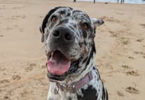 New locations in Cornwall will see dogs banned or restricted