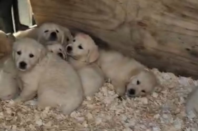 The puppies being transported in the back of a van (Picture: Torridge District Council)