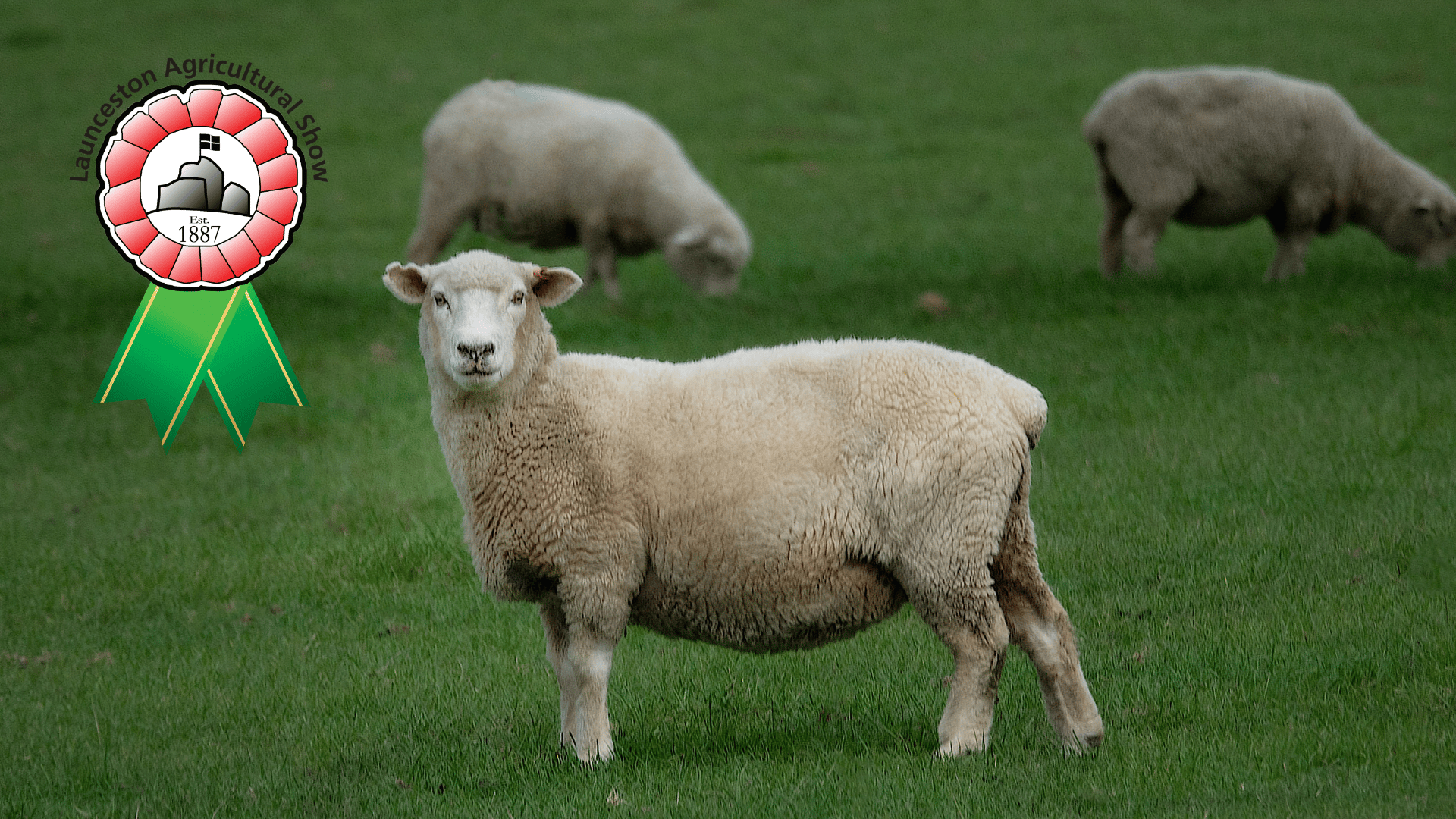 Launceston Show hit by livestock ban amid disease outbreak | holsworthy ...