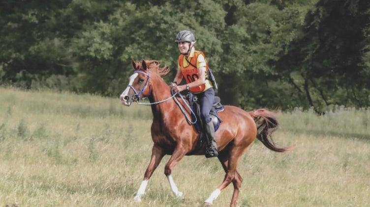 Judy Holloway Equestrian