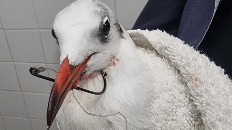 Bude Seagull Rescue