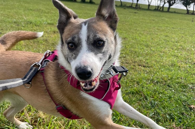 Five-year-old Sadie was rescued from a home with more than 200 dogs