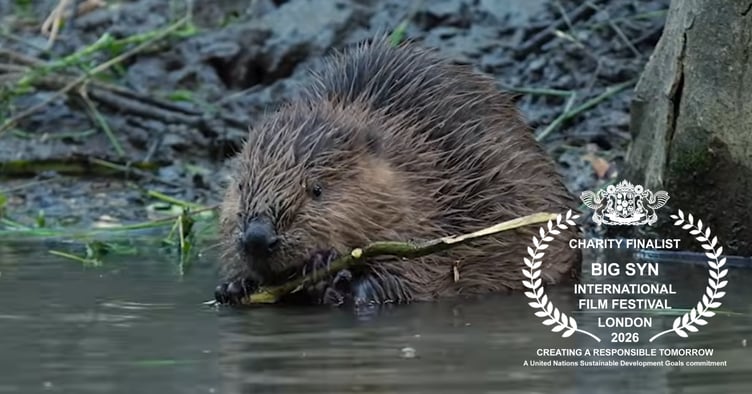 Cornwall Wildlife Trust's short film has been nominated for an award at the Big Syn International Festival