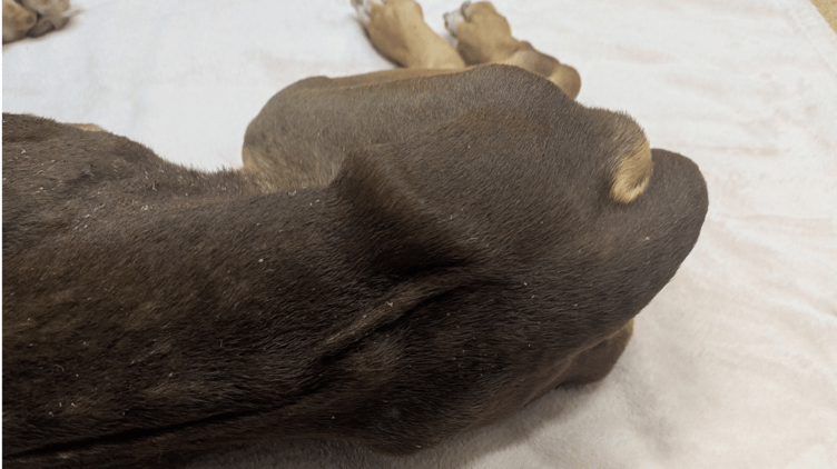 The veterinary report concluded the dog died as a result of a lack of access to food over a long period of time